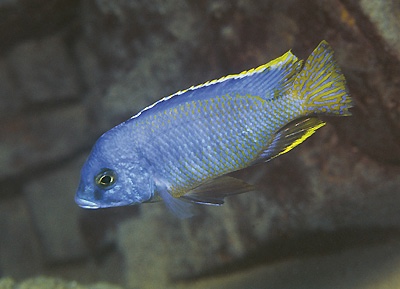 Otopharynx heterodon 'Chiloelo'